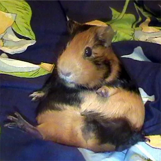 животное млекопитающее грызун