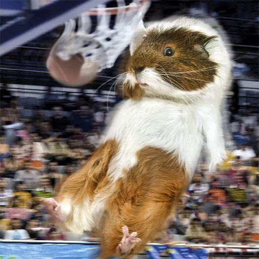 млекопитающее животное мех