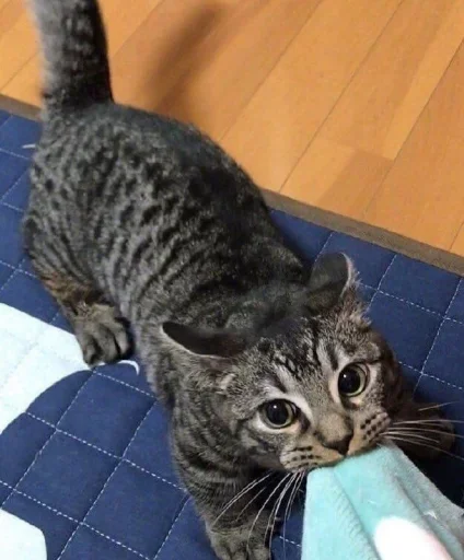 Sticker mosicand_123 - 1