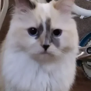 Sticker моssик - 1