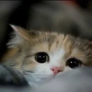 Sticker моssик - 3