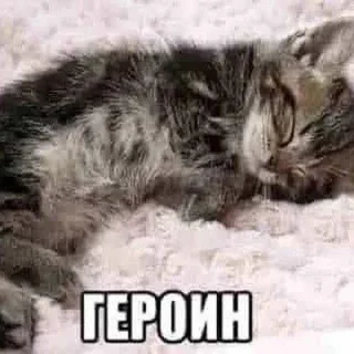 Sticker cats.mos? - 4