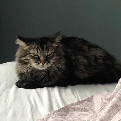 Котопак @motopara - 