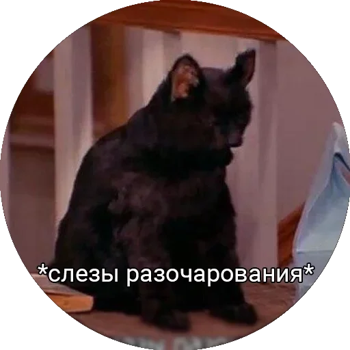 black cat mammal animal