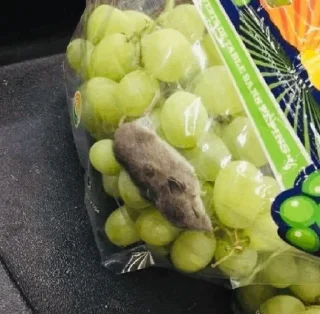 Стикер moussse_la_tortik - 8