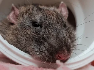 Стикер moussse_la_tortik - 9