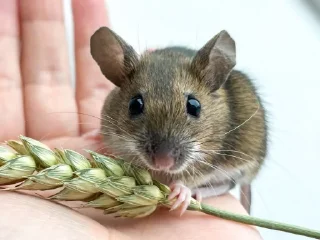 Стикер moussse_la_tortik - 7