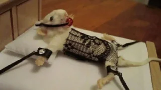 Стикер moussse_la_tortik - 4