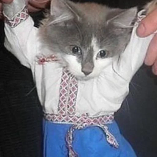 Мохір by @fStikBot - СМС