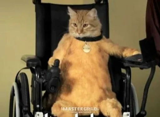 животное кошки малого и среднего размера млекопитающее