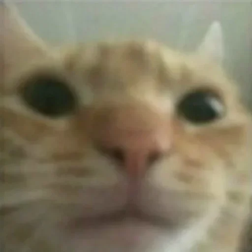 животное млекопитающее кошка