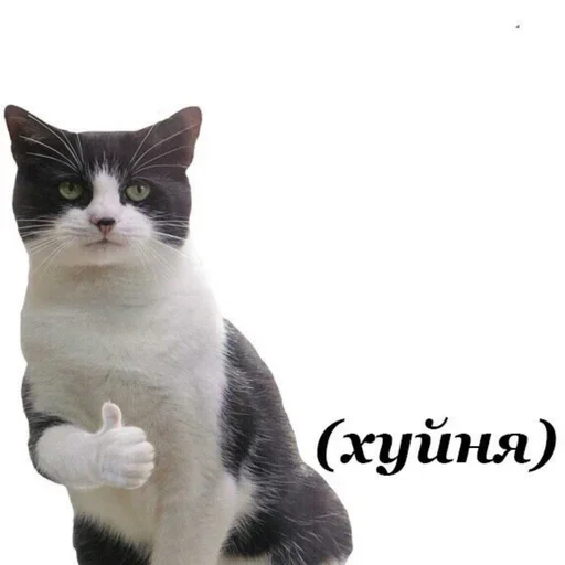 animal mammal domestic cat