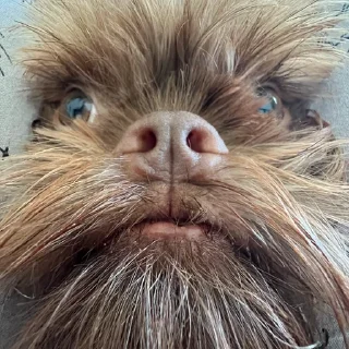 Sticker mr. Пёс - 7