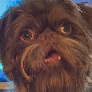 Sticker mr. Пёс - 4