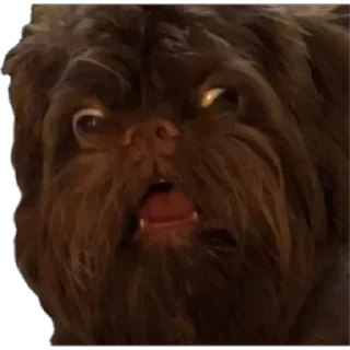 Sticker mr. Пёс - 1