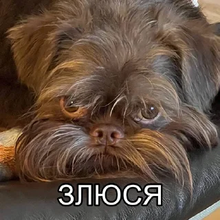 Sticker mr. Пёс - 9