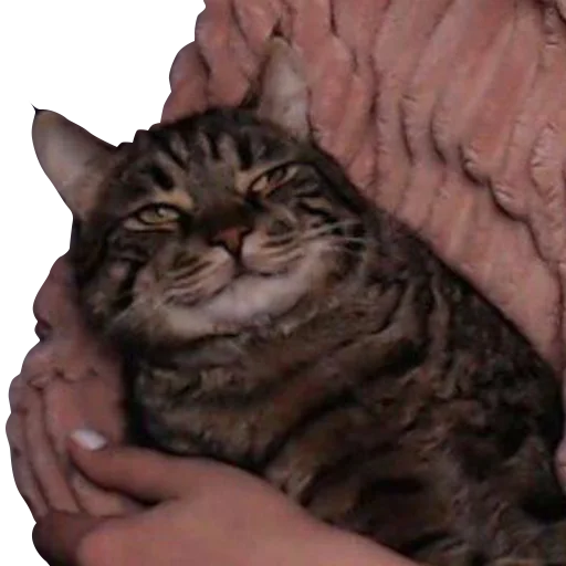 Sticker msmaggieLOLin - 1