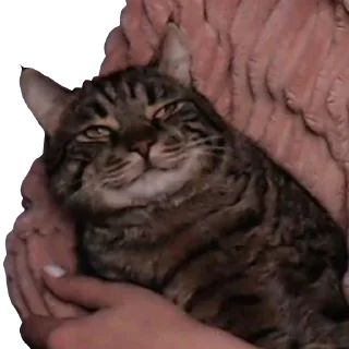 Sticker msmaggieLOLin - 9