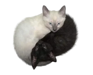 Sticker msnd. @msndsomeone - 10