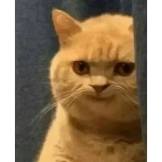 Sticker liker killer - 3