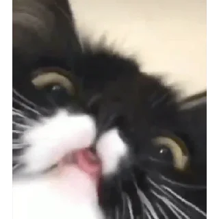 Sticker liker killer - 4