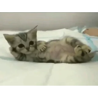 Sticker liker killer - 7