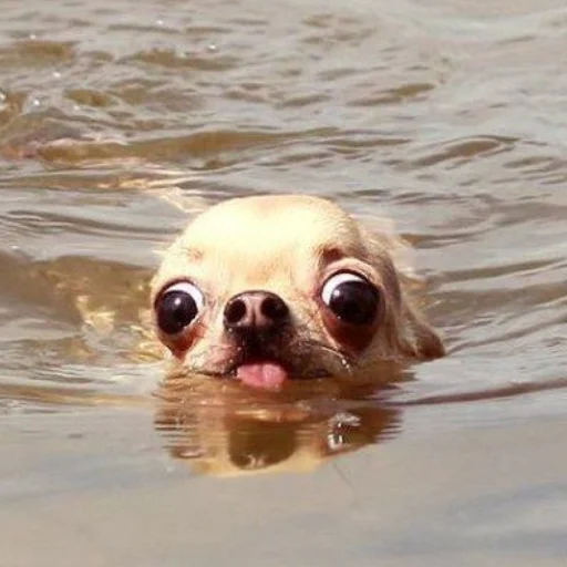 Вода порода собак на открытом воздухе