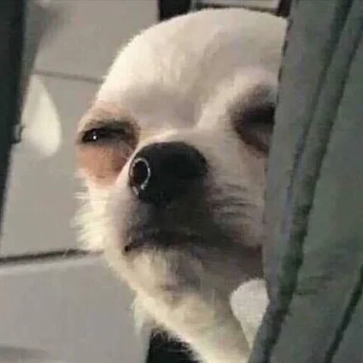 животное млекопитающее домашнее животное