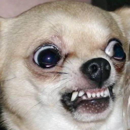 млекопитающее животное домашнее животное