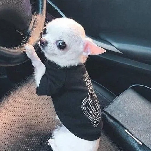 животное домашнее животное собака