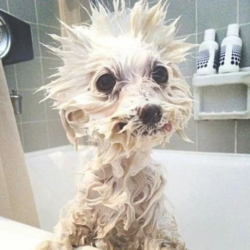 домашнее животное порода собак терьер