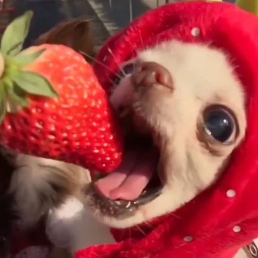 собака животное клубника