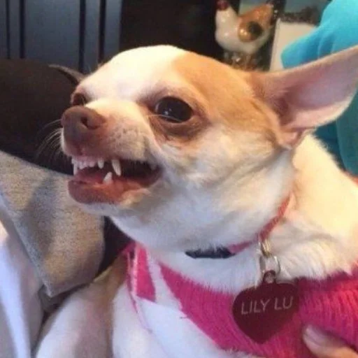 домашнее животное млекопитающее животное