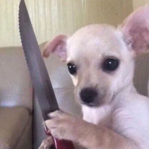 домашнее животное собака комнатный