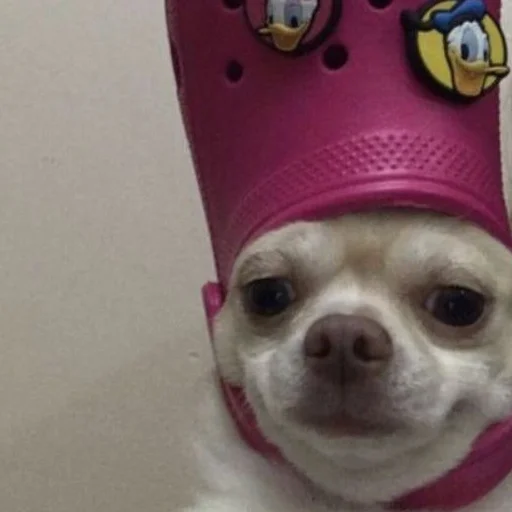 ношение животное шляпа