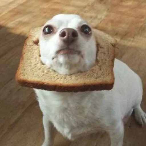 собака животное хлеб