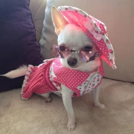 домашнее животное млекопитающее одежда для собак