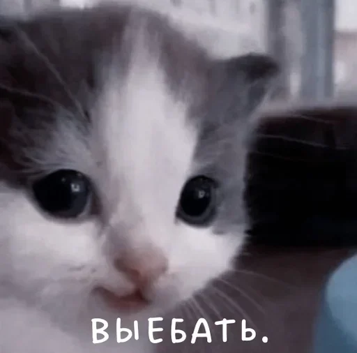 Стикер mudak_hehe - 1