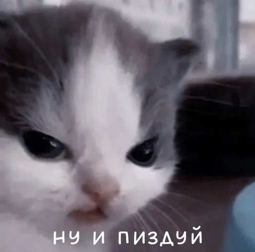 Стикер mudak_hehe - 1