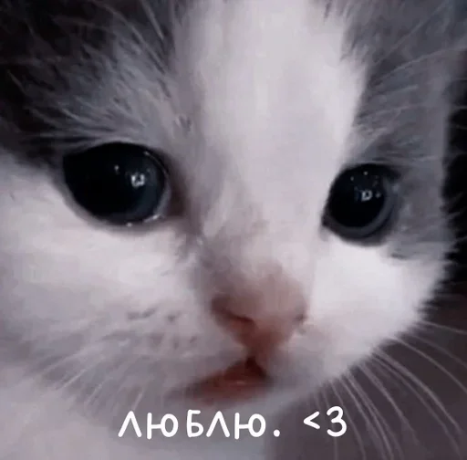 Стикер mudak_hehe - 1