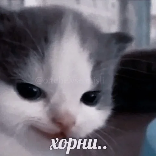 Стикер mudak_hehe - 1