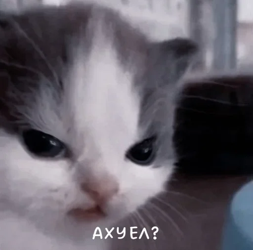 Sticker mudak_hehe - 1