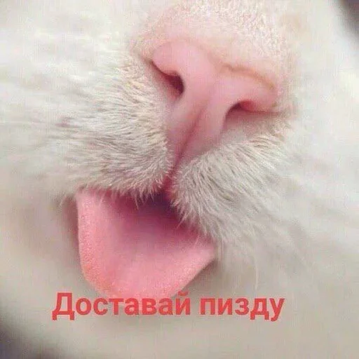 млекопитающее животное кошка