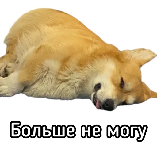 Стикер Маффин корги - 10