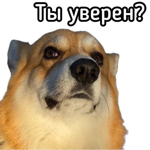 Маффин корги - 