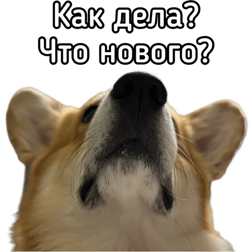 Стикер Маффин корги - 4