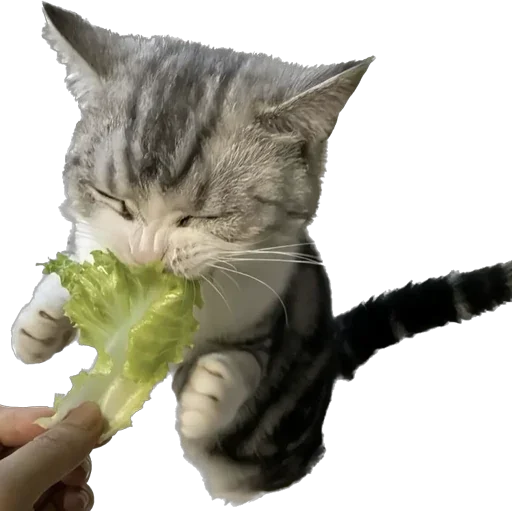 мы или не мы? - 