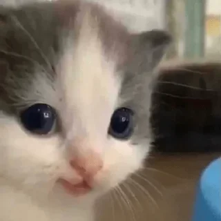 Sticker миу и не только @kulbiakova - 4