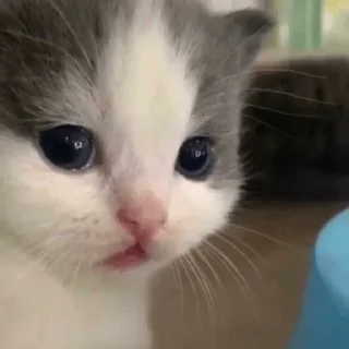 Sticker миу и не только @kulbiakova - 10