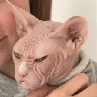 Sticker миу и не только @kulbiakova - 1